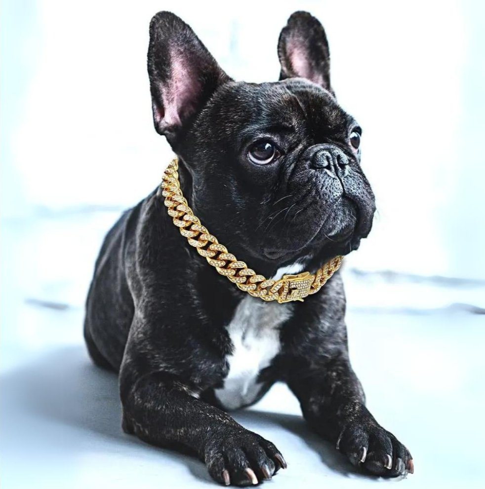 Guldkædehalsbånd til hunde
