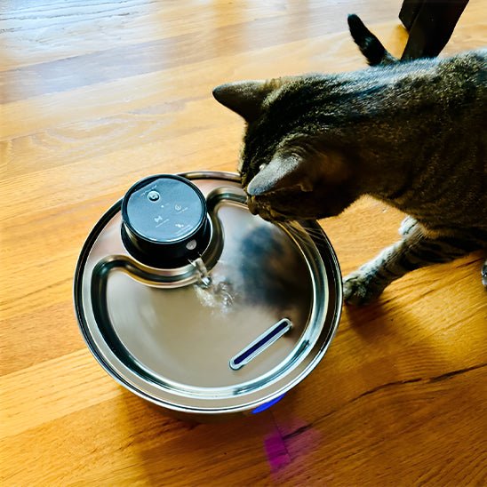 Ledningsfri vandfontæne til katte | batteridrevet hydrering