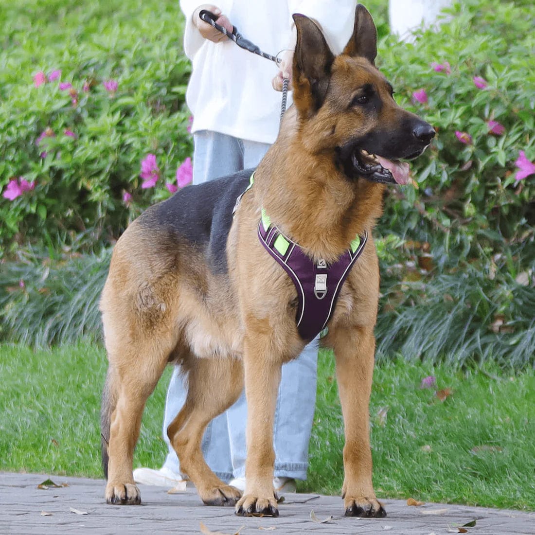 Sele mod træk til hunde