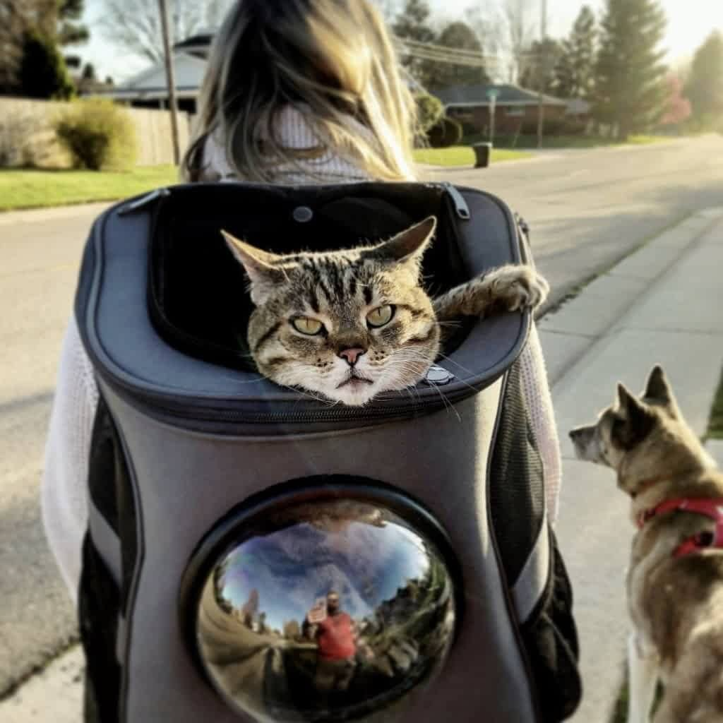 Stor transportrygsæk til katte med boblevindue